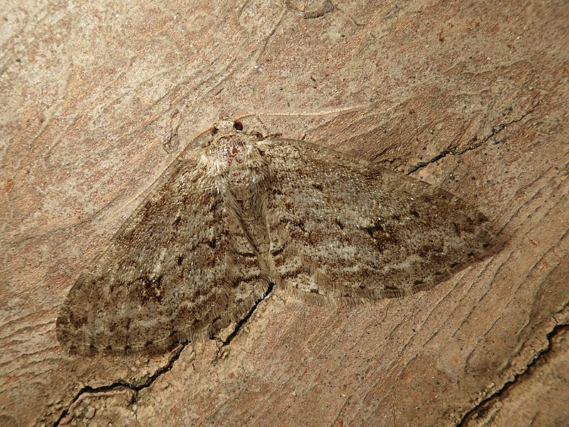 Geometridae: Ectropis crepuscularia